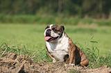 BULLDOG ANGLAIS 156